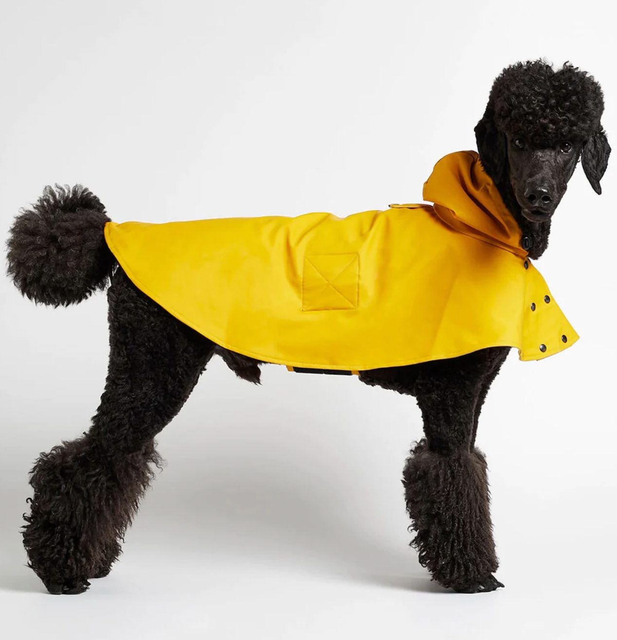 William Cape Raincoat Yellow