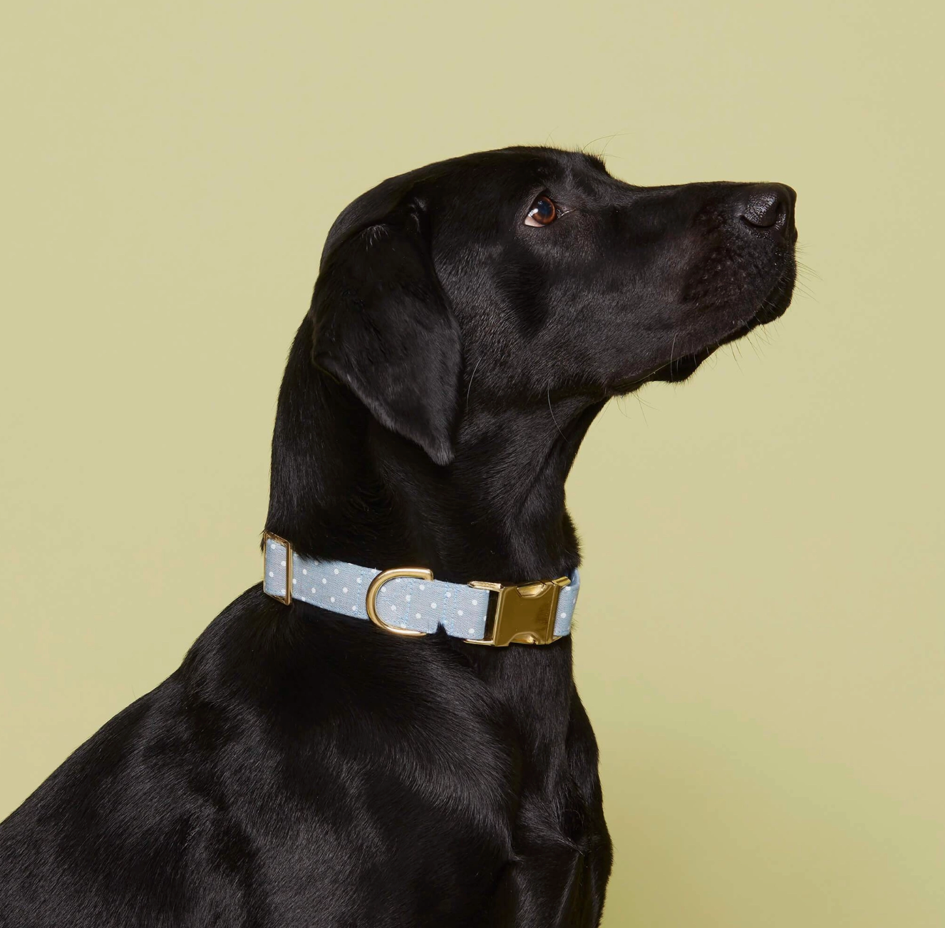 Chambray Dots Dog Collar