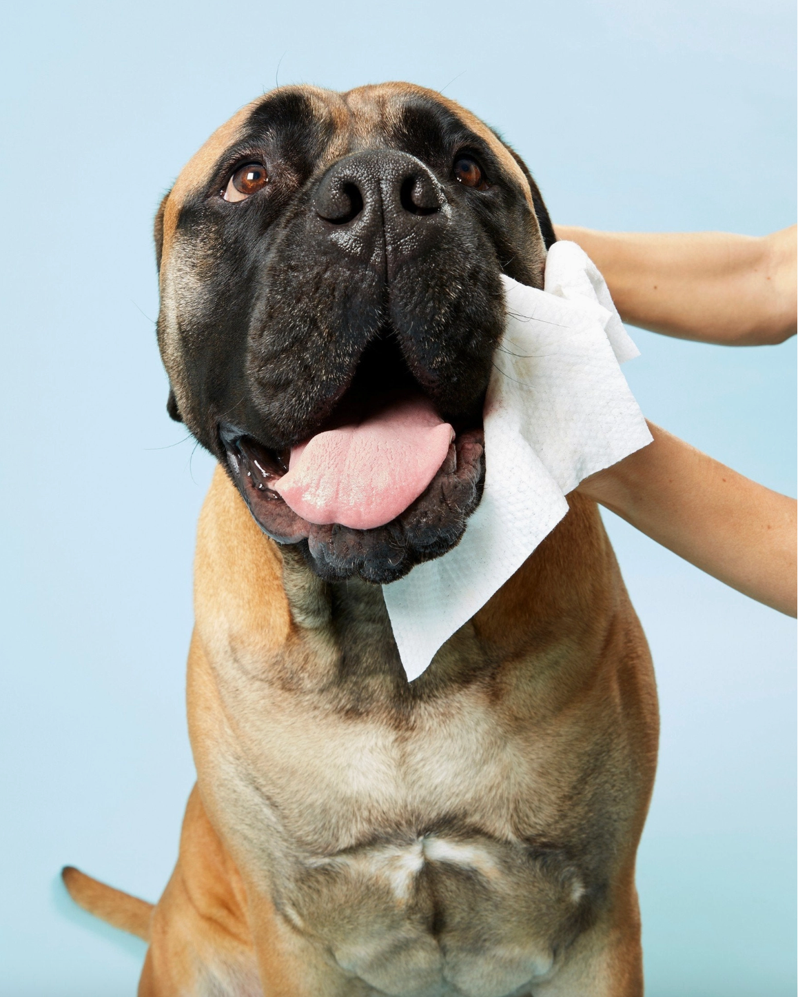 DOG Wipes by Dr Lisa