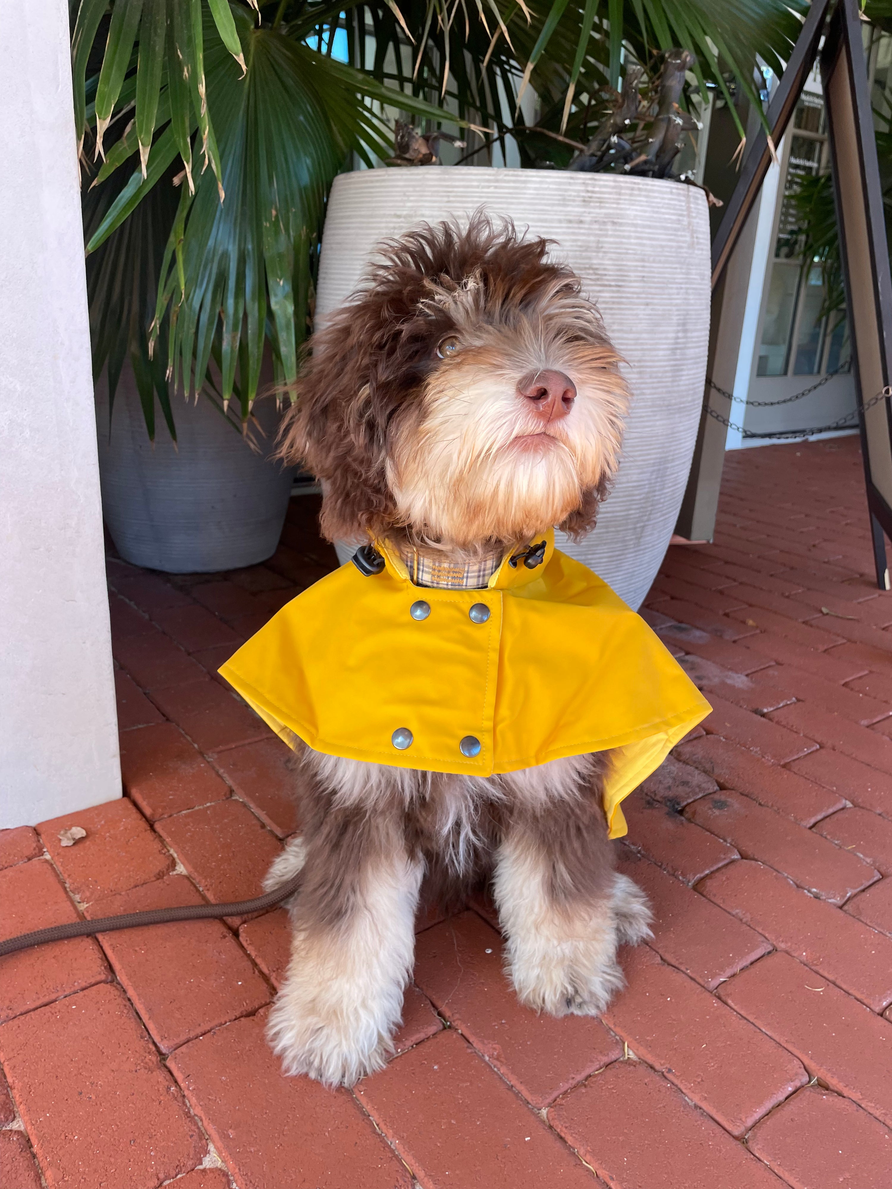 William Cape Raincoat Yellow